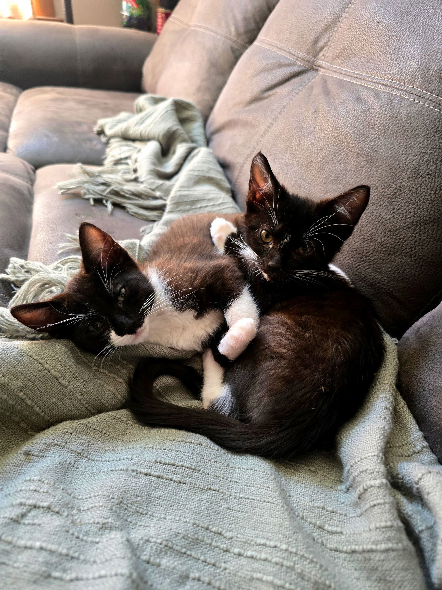 Asa (w/Ilia)