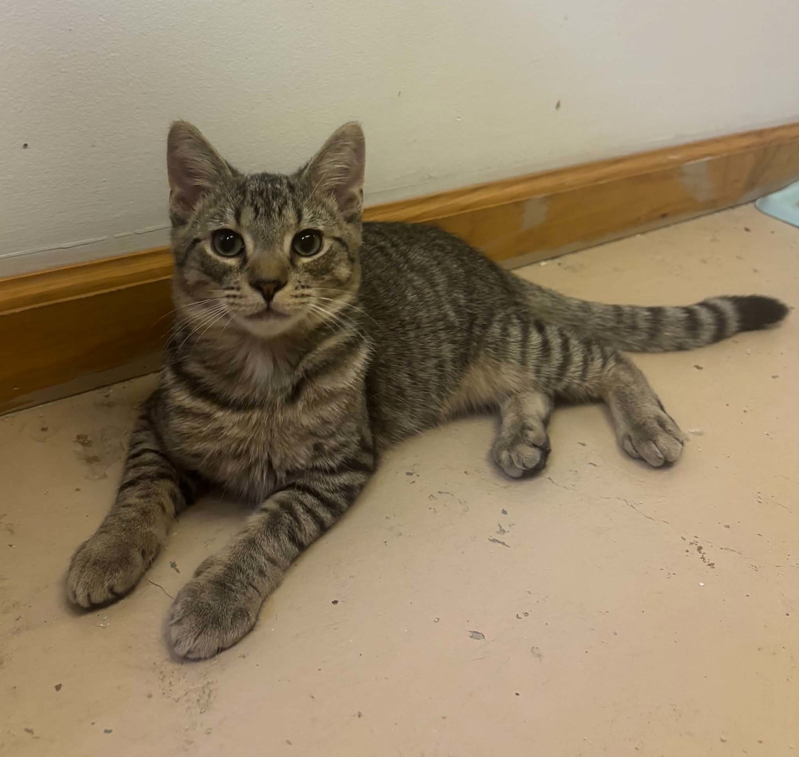 Wasabi, cat — photo 1 of 4