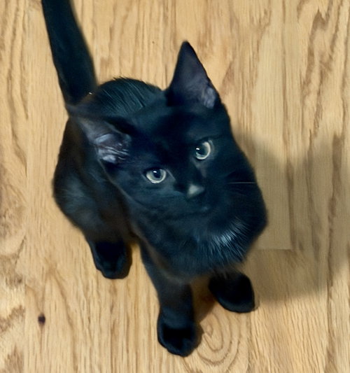 Mariposa, a cat for adoption from Feline Urban Rescue and Rehab, Inc.