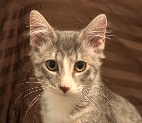 Rio, a cat for adoption from Feline Urban Rescue and Rehab, Inc.