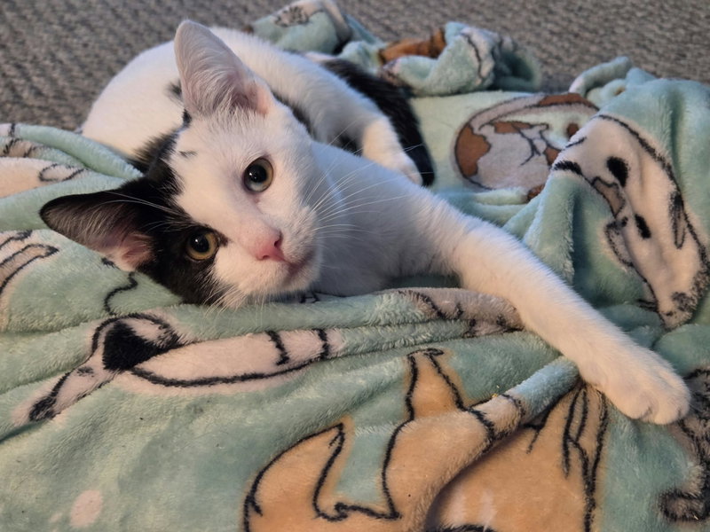 Gabrielle, a female kitten up for adoption