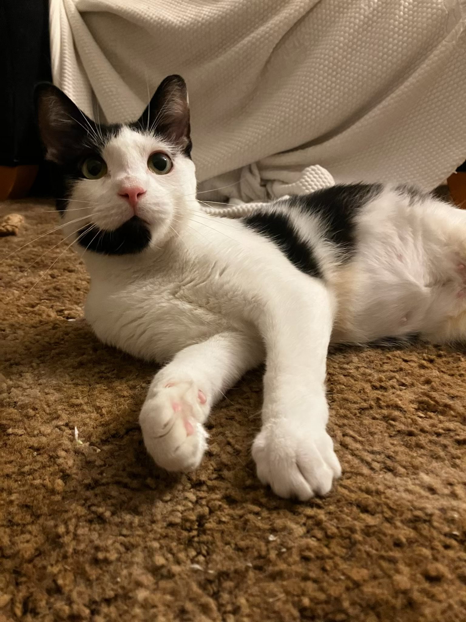 Lilly, Domestic Short Hair