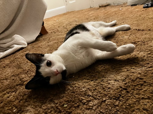 Photo 4 of Lilly