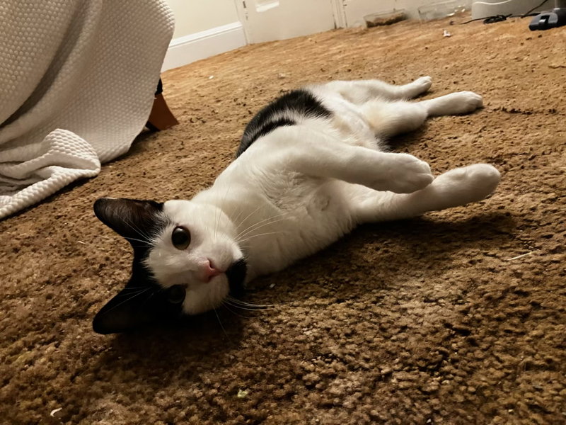 Lilly, photo 6