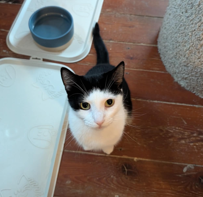 Jeanette, Domestic Short Hair