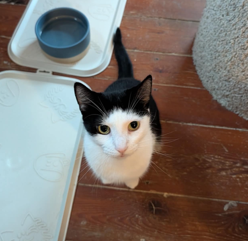 Jeanette, a cat for adoption from Feline Urban Rescue and Rehab, Inc.