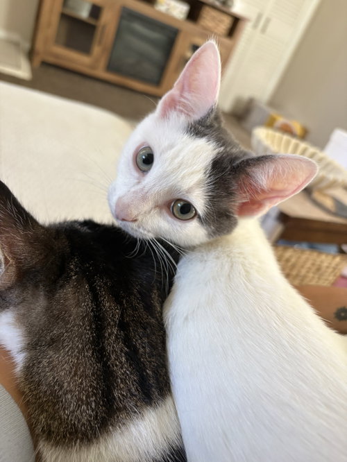 Jay W/ Georgie, a cat for adoption from Feline Urban Rescue and Rehab, Inc.