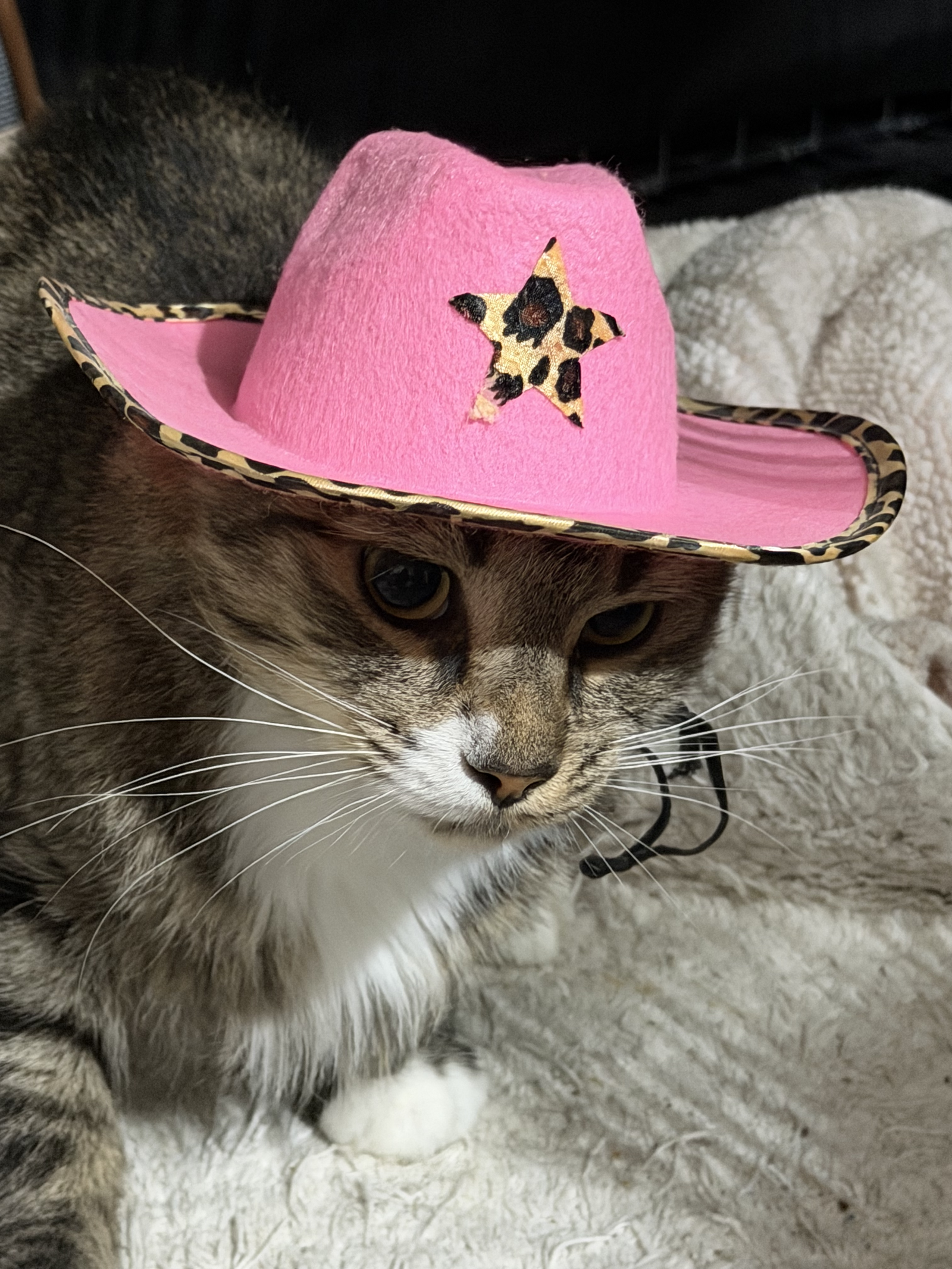 Alley, Domestic Medium Hair