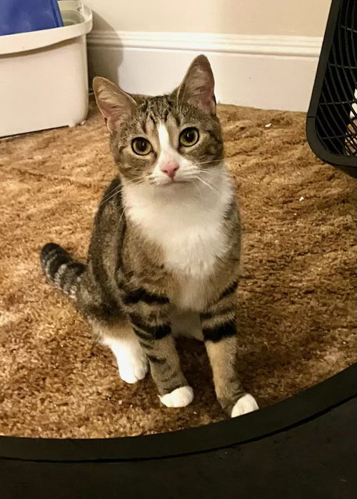 Eleanor, a cat for adoption from Feline Urban Rescue and Rehab, Inc.