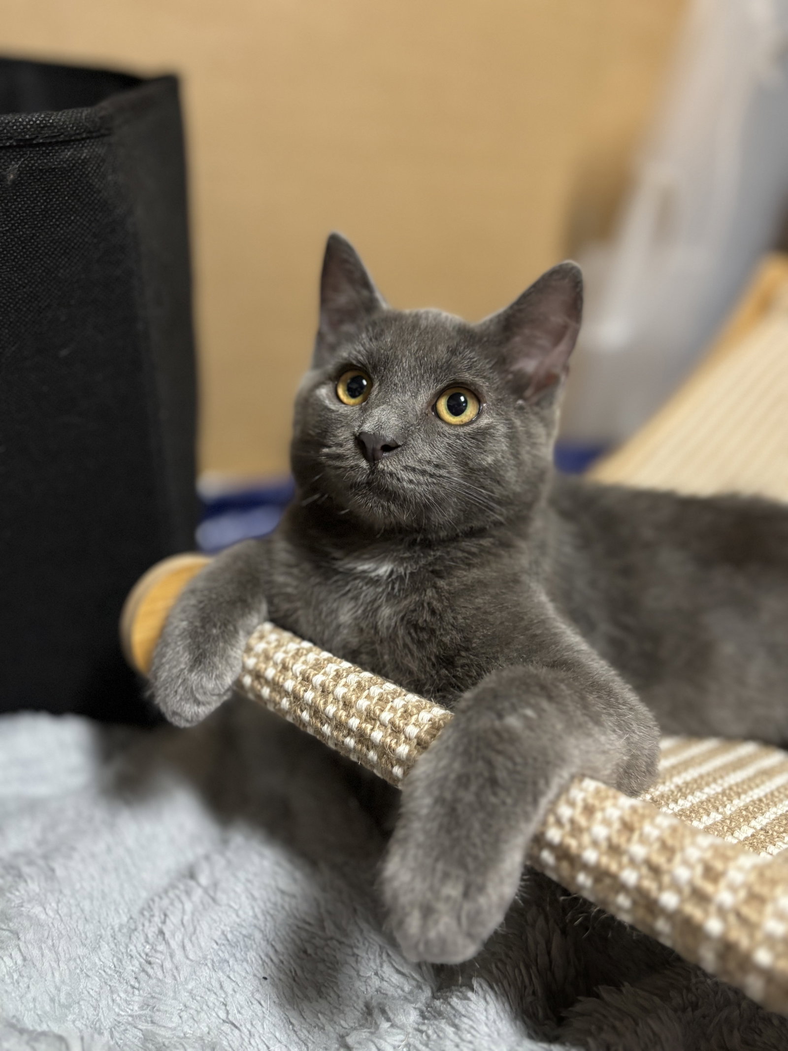 Yoda W/ Chief Tui, Domestic Medium Hair