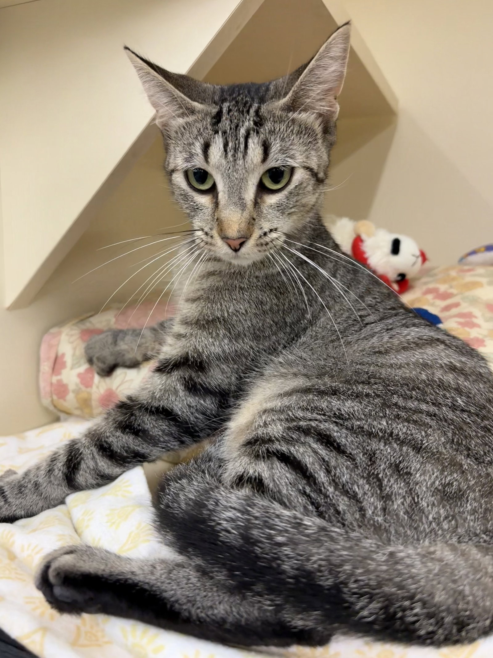 Marcie, cat — photo 1 of 5