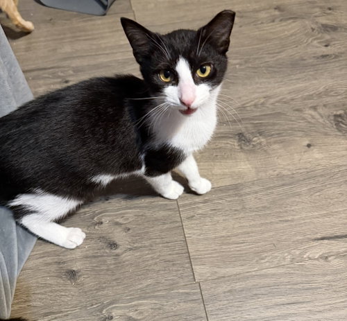 Braveheart, a cat for adoption from Feline Urban Rescue and Rehab, Inc.