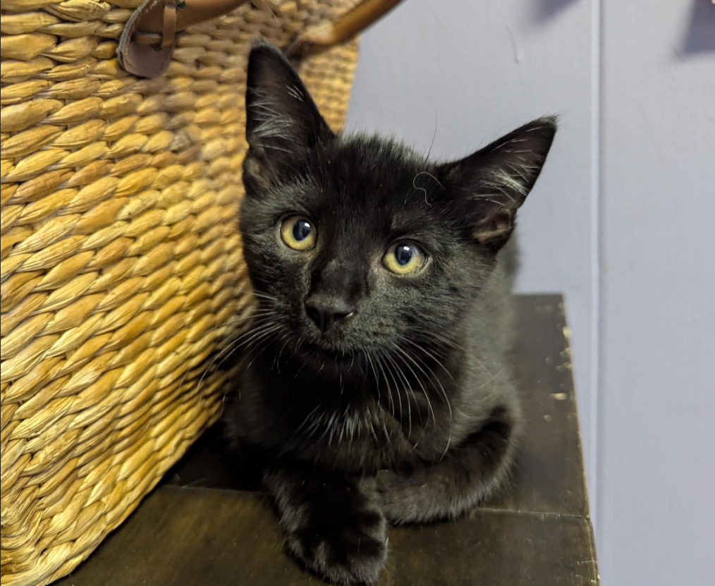 Blackie