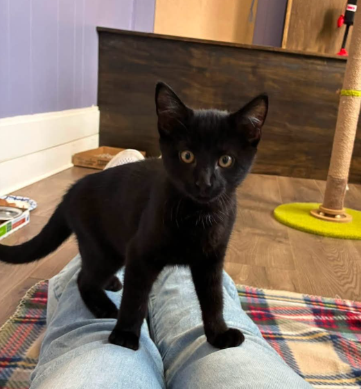 Blackie, photo 3