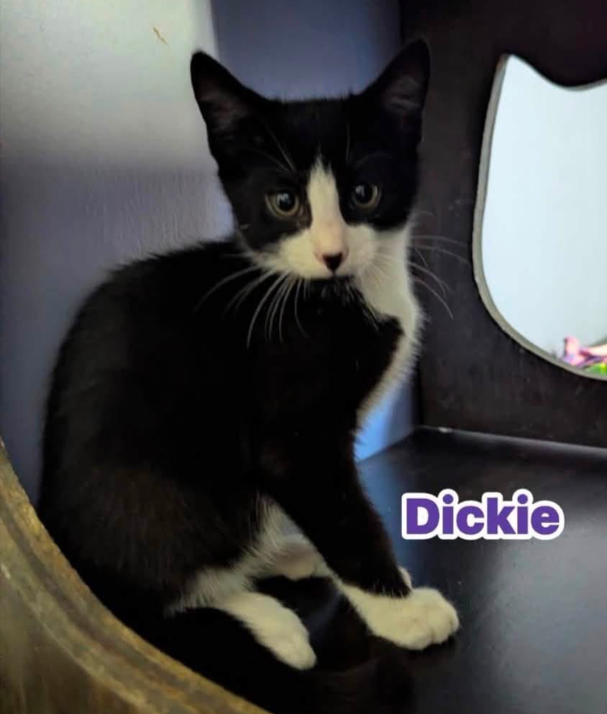 Dickie, photo 3