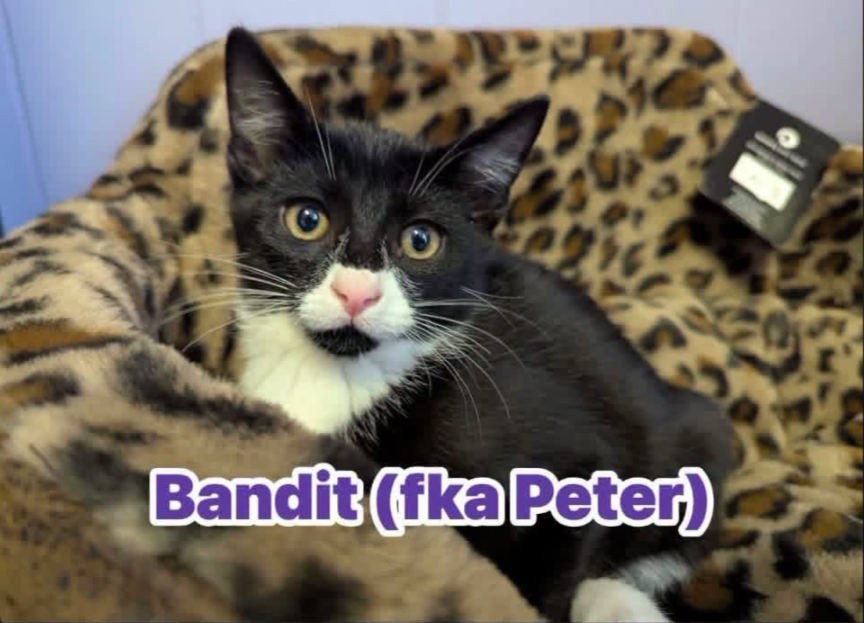 Bandit, photo 4