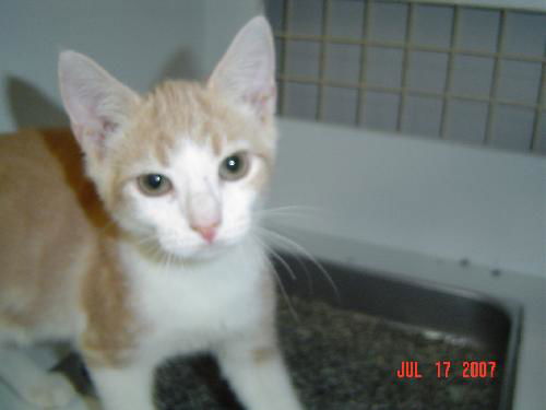 Todd