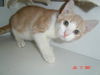 Todd