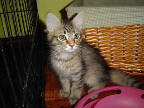 Teko