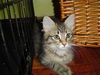 Teko