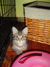 Teko