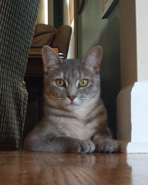 LuLu