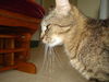 Momma Kitty