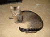 Momma Kitty