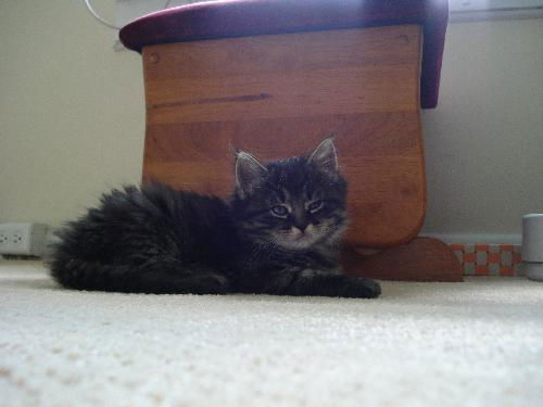 Fluffer