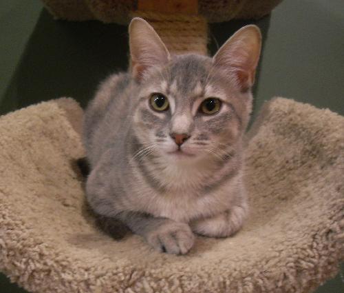 Lulu