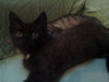 DeeDee