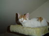 Deacon