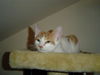 Deacon