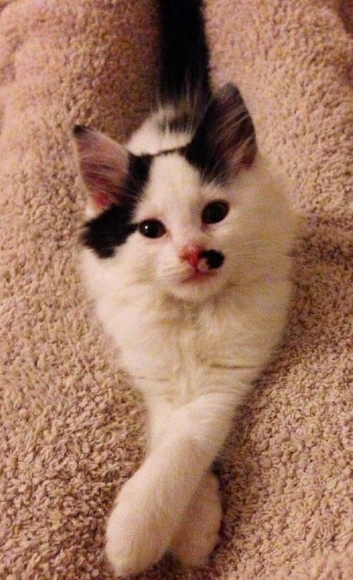 Clementine