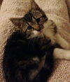 Delilah