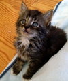 Beau
