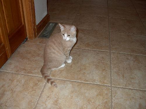 Ozzie