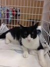 Kitka