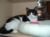 Kitka