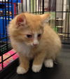 Foster