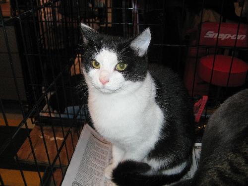 Sylvester