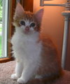 Beauregard