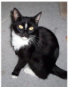 Dazie ADOPTED