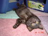 Emmy ADOPTED