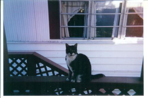 Fluffy ADOPTED