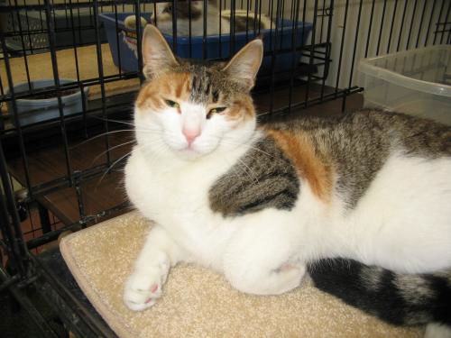 Gina ADOPTED