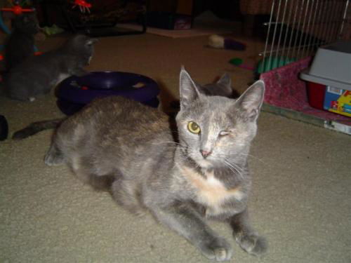 Ginger ADOPTED