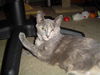 Ginger ADOPTED