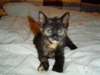 Giselle (ADOPTED)