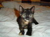 Giselle (ADOPTED)